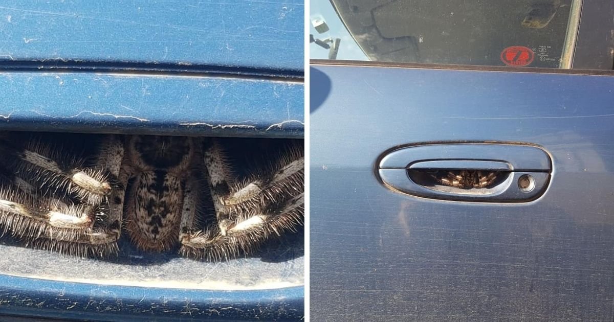 vonjour1.jpg?resize=1200,630 - Australie : une femme découvre une énorme araignée dans la poignée de sa voiture