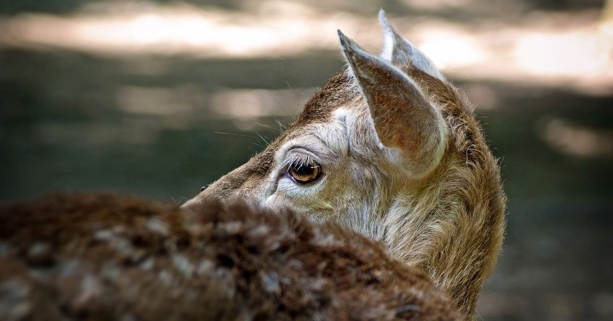 vonjour5 4.jpg?resize=412,275 - Vidéo : un chevreuil traqué se réfugie sur un parking, avant d'être récupéré par les chasseurs