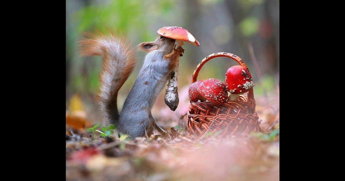webp net resizeimage 2.jpg?resize=412,232 - Ce photographe capture des photos incroyables d'écureuils