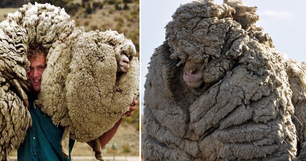 werewr.jpg?resize=412,275 - This Fluffy Sheep Shrek Steered Clear Of Being Sheared For 6 Years