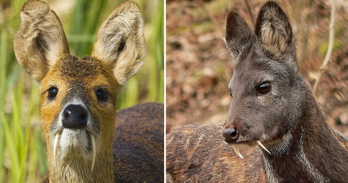 wewewe 1.jpg?resize=412,275 - Vampire Deer With Fangs Exist And They're As Scary As It Gets