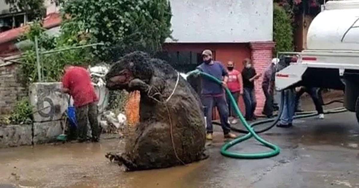 1 162.jpg?resize=412,232 - Trabajadores De Alcantarillado Descubrieron Una "Rata Gigante" Mientras Limpiaban Para Reducir Las Inundaciones