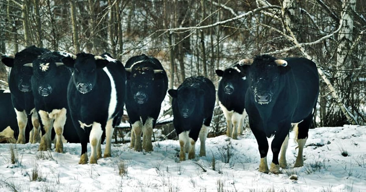 1 187.jpg?resize=412,275 - Chernóbil: Vacas Abandonadas Cerca De La Zona Nuclear Adoptan Comportamientos De Animales Salvajes