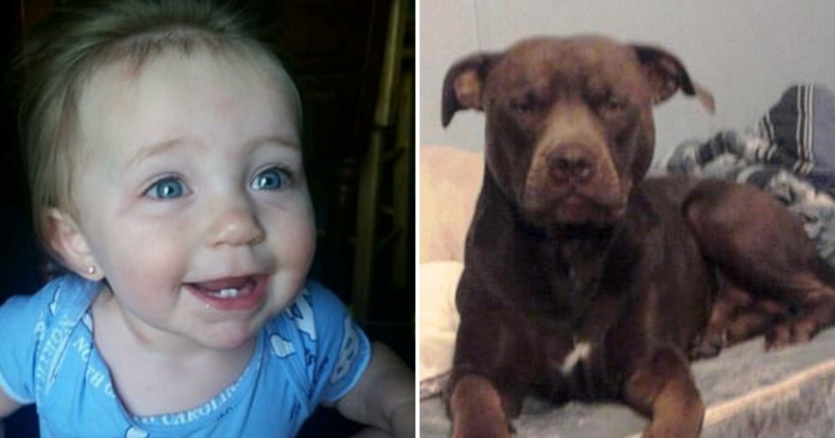 1 75.jpg?resize=412,232 - El 911 Instruye A Una Madre A Que 'Corte El Cuello Del Perro' Cuando Su Hija Fue Atacada Por Su PitBull