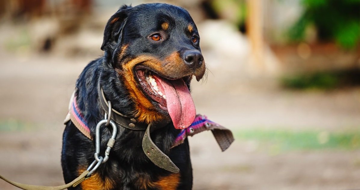 1 chien.jpg?resize=412,275 - Tarn: une femme handicapée a été retrouvée morte, mordue par ses deux rottweillers