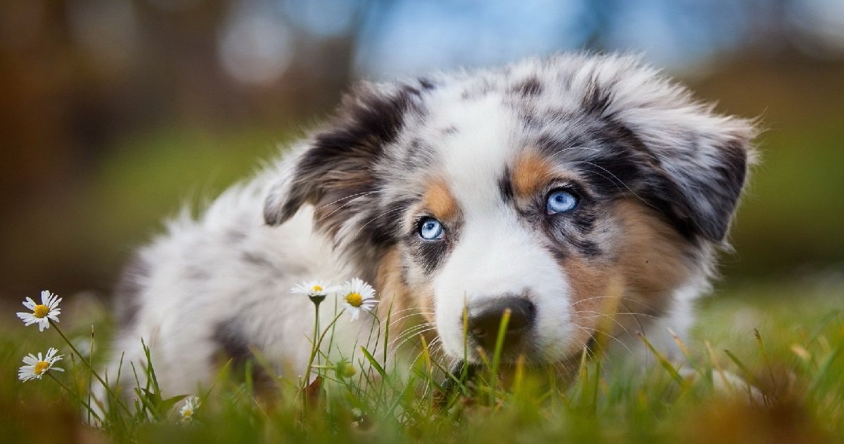 12 chienchien.jpg?resize=412,275 - Un chien a mangé la jambe de son maître qui était décédé depuis deux semaines