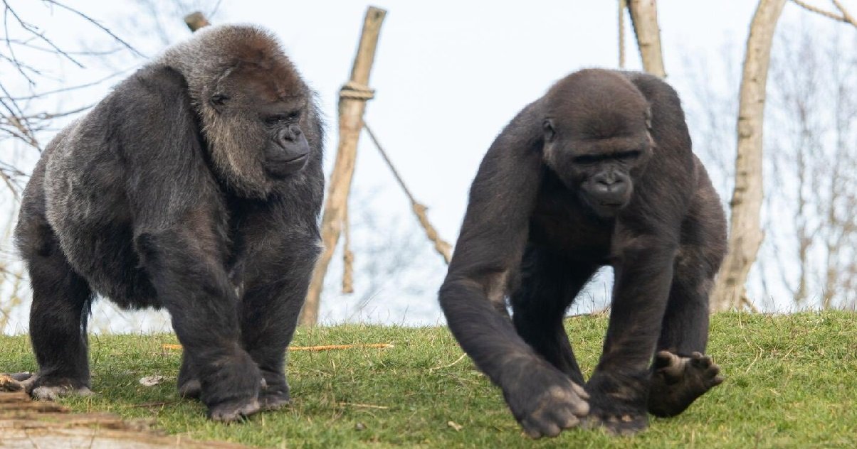 2 gorilla.jpg?resize=412,232 - Deux gorilles du zoo de San Diego ont été contaminés par le coronavirus