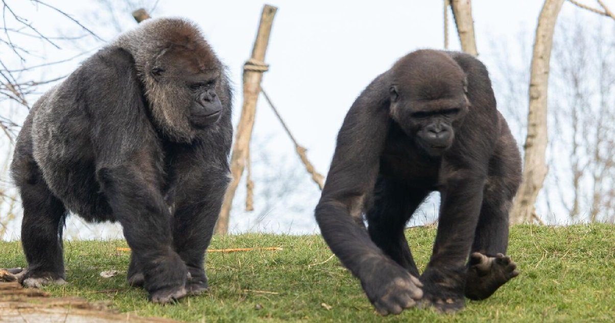 2 gorilla.jpg?resize=412,275 - Deux gorilles du zoo de San Diego ont été contaminés par le coronavirus