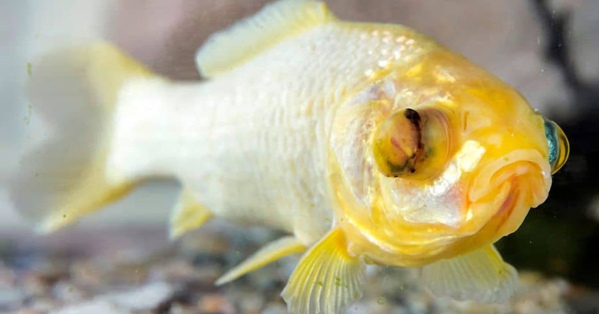 2312.jpg?fit=1024%2C538&ssl=1&strip=all - Oldest Goldfish Named George Dies At The Incredible Age Of '44'