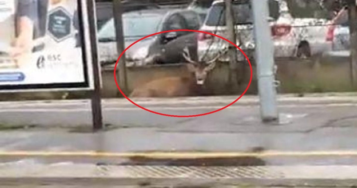 3 oise.jpg?resize=412,275 - Oise: un cerf poursuivi par une chasse à courre a bloqué a ligne TER Paris-Creil