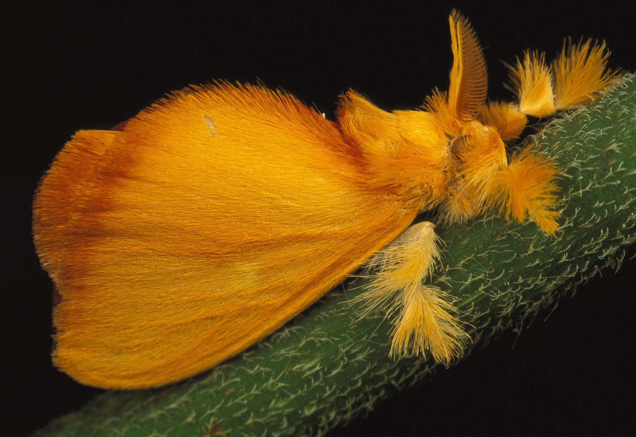 furry moths