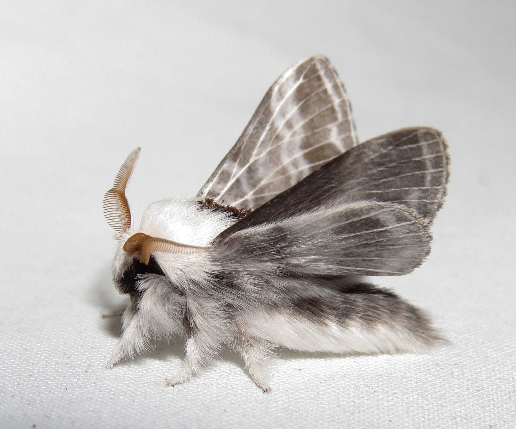 furry moths
