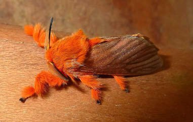 furry moths