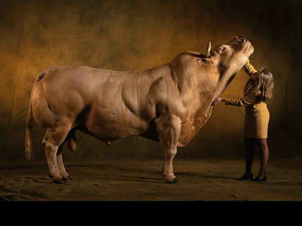 muscular cow