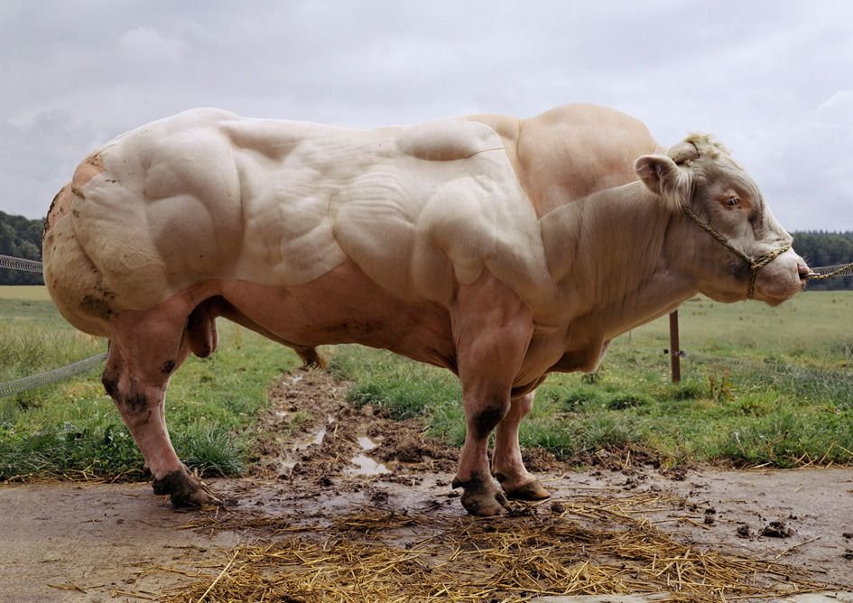 muscular cow