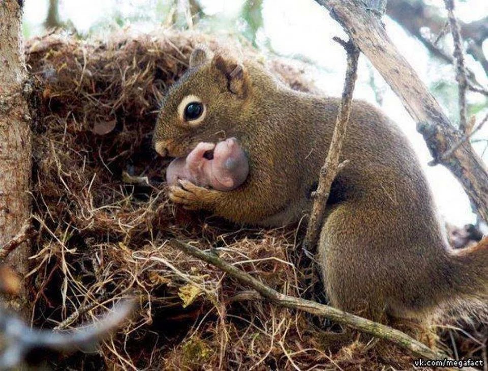 pregnant squirrel