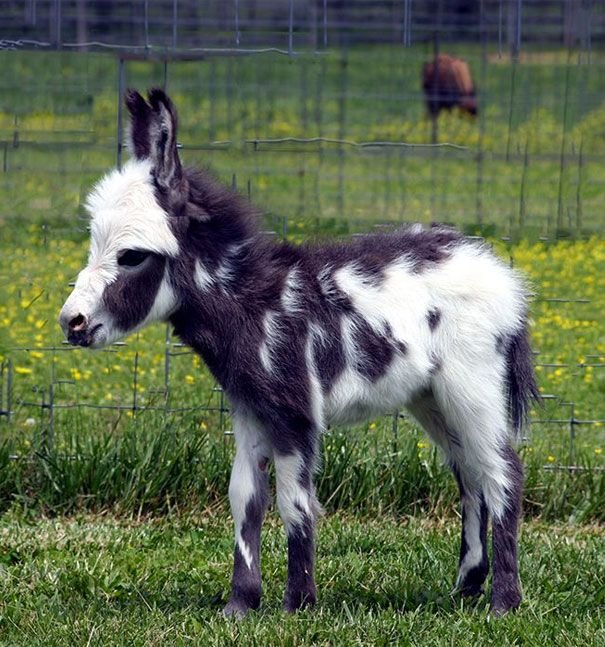 baby donkeys