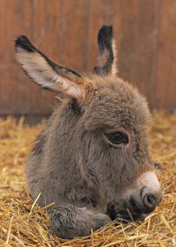 baby donkeys