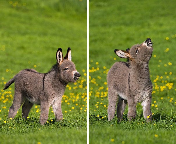 baby donkeys