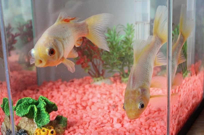 oldest goldfish