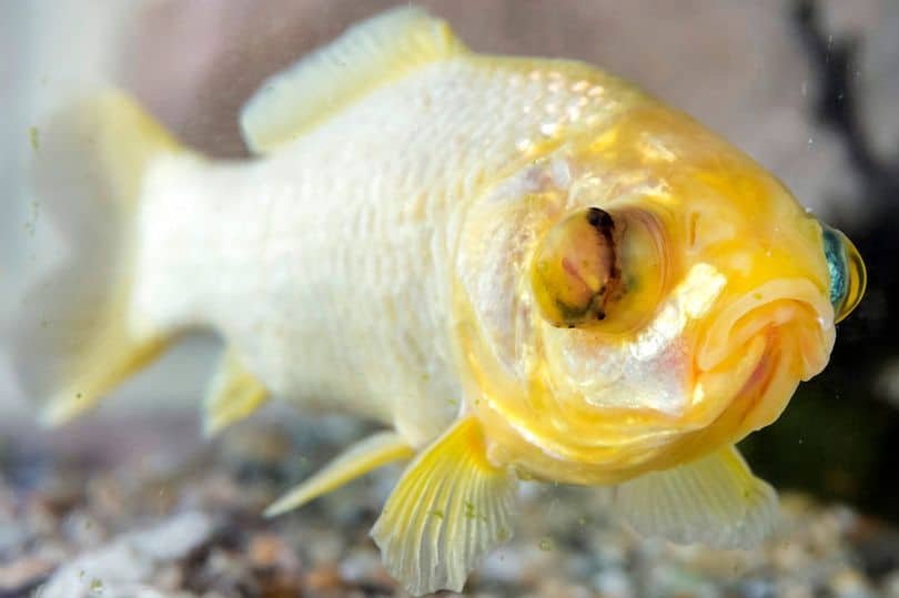 oldest goldfish