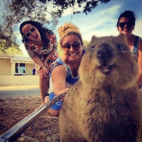 Quokka Selfie 