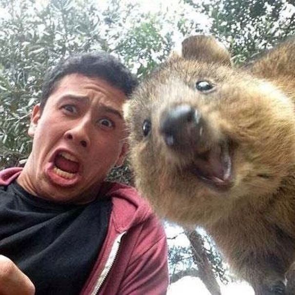 Quokka Selfie 