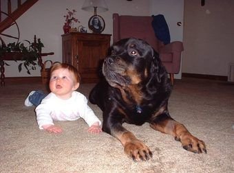 cutest big dogs
