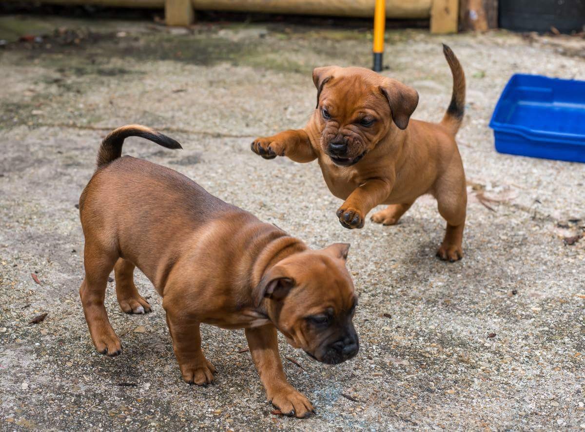 staffie dogs