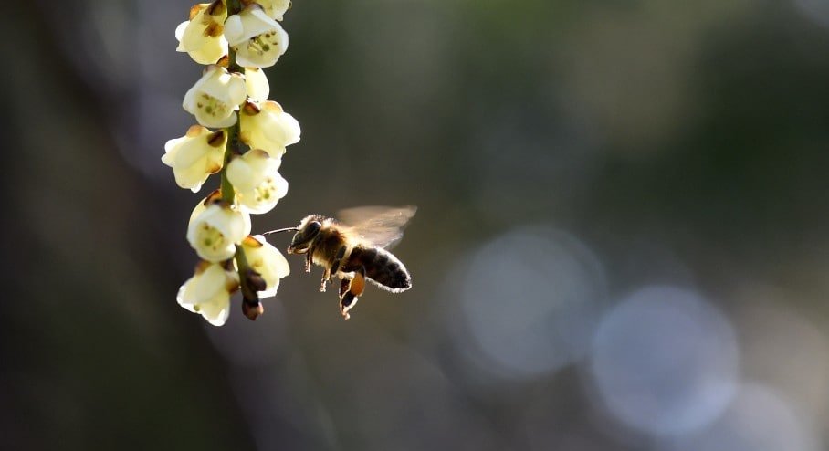 Arizona toddlers drown after mother lets go of stroller during bee attack - The Washington Post