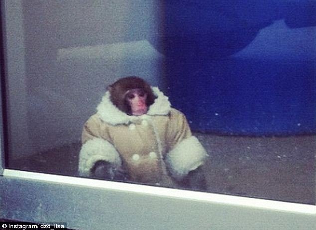 monkey in a coat