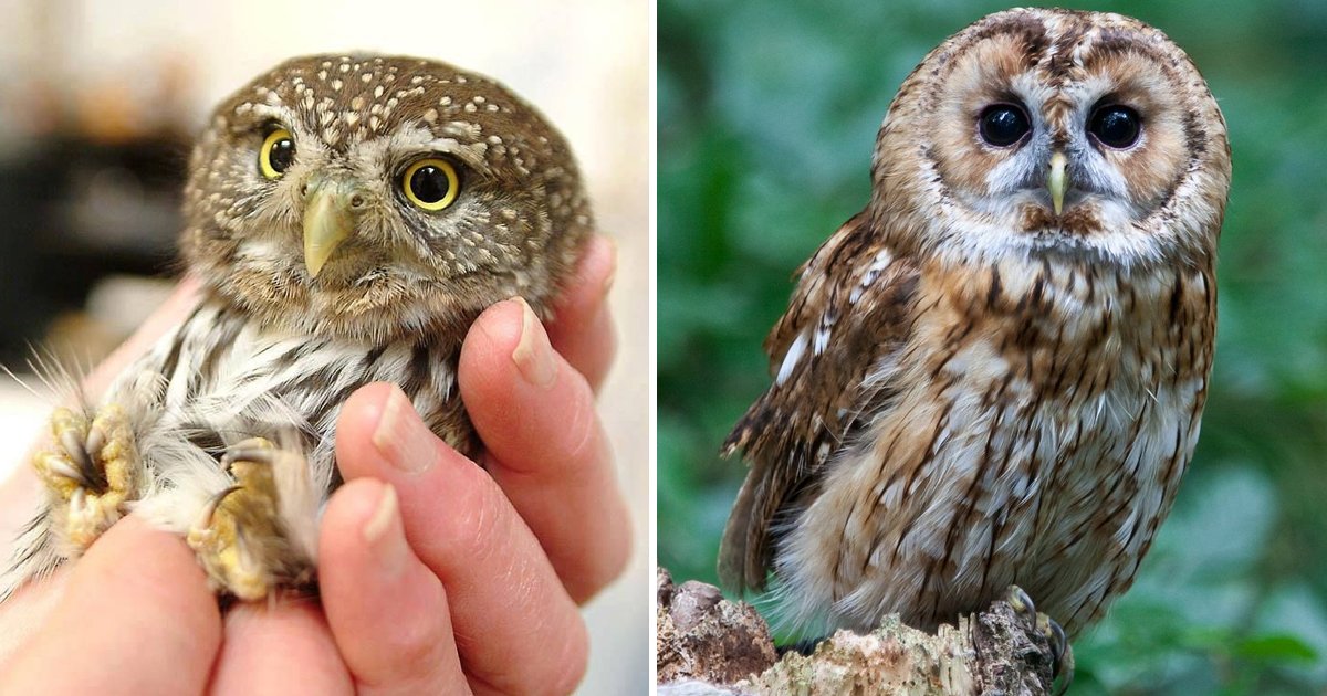 adsaff.jpg?resize=412,275 - Surprising Owlet Facts We Bet You Didn't Have A Hooting Clue About