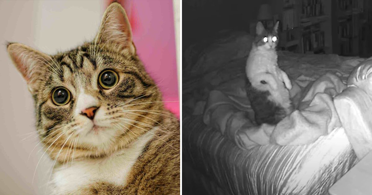agagag 1.jpg?fit=1024%2C538&ssl=1&strip=all - Can Cats See Ghosts | The Answer To The Age Old Myth Might Surprise You