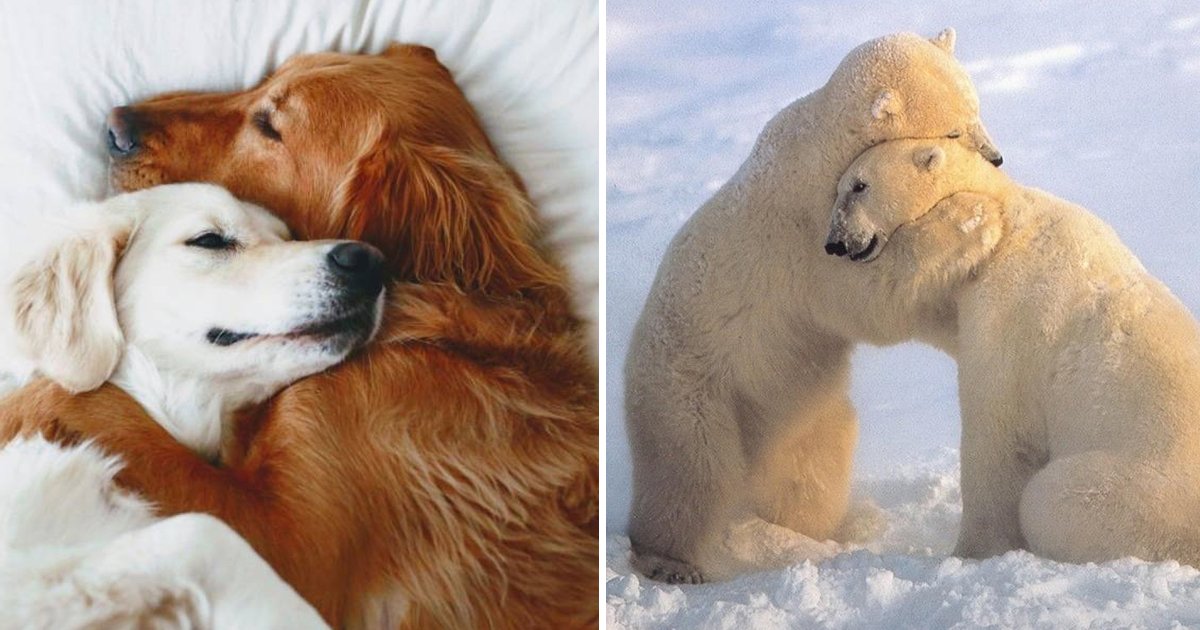 aghhhhh.jpg?resize=412,232 - These Pictures of Animals That Hug Are Guaranteed To Brighten Your Day