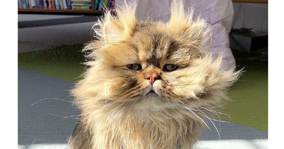 Voici Barnaby Le Chat Qui A Toujours L Air De Se Reveiller De Mauvais Poil Vonjour