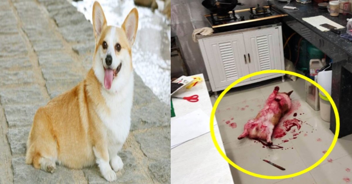 blood dog.png?resize=1200,630 - 包丁の横に血を流して倒れたウェルシュ・コーギー、ここに隠された不埒な真実は！？