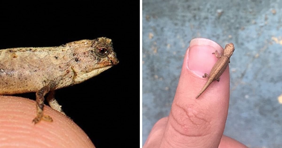 bnana5.jpg?resize=1200,630 - Tiny Chameleon Discovered With Unusually Large Genitals During Recent Research Expedition In North Of Madagascar