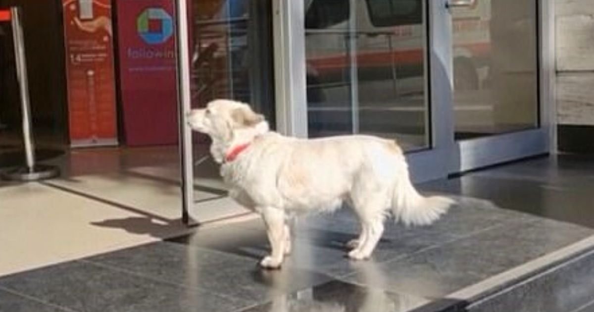 boncuk6.jpg?resize=1200,630 - Loyal Dog Follows Ambulance Carrying Owner And Waits Outside Hospital For Many Days