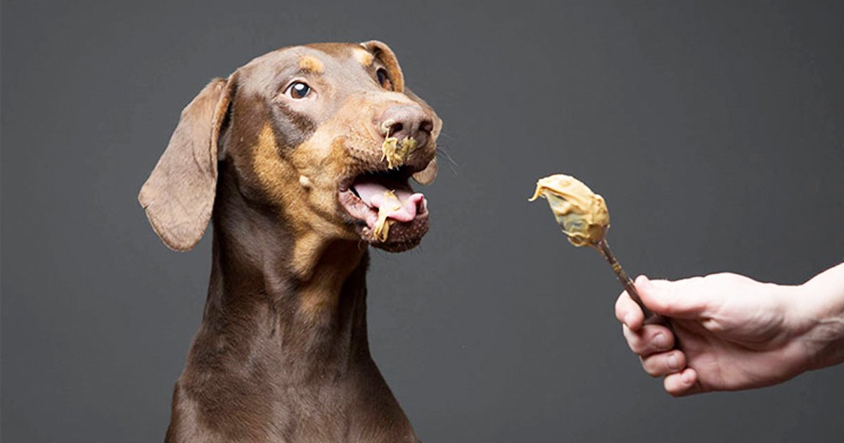 eeeeefff.jpg?resize=1200,630 - Xylitol In Peanut Butter | Here's Why You Shouldn't Feed Your Dog This Combo