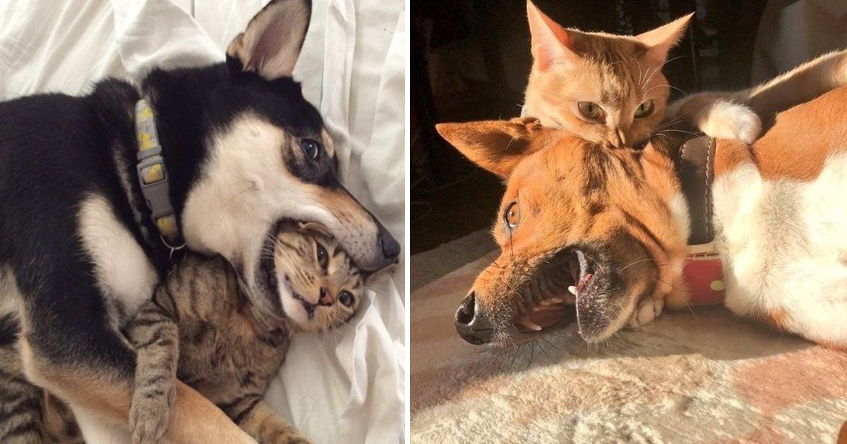 ettyy.jpg?fit=1024%2C538&ssl=1&strip=all - These Are Some Of The Rudest Animals That You'll Ever Come Across