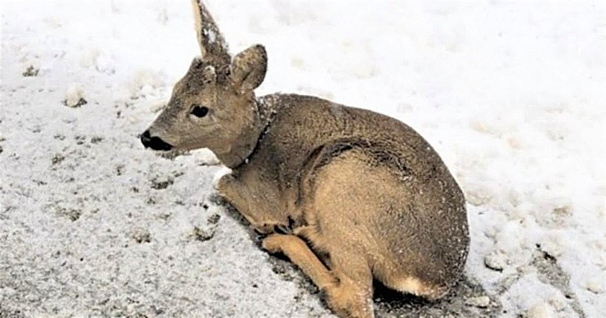 faon.png?resize=1200,630 - Ain : deux jeunes ont secouru un faon retrouvé inerte dans la neige au bord de la route