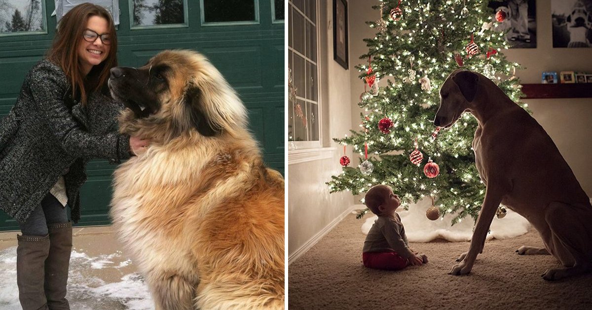 fff.jpg?fit=1024%2C538&ssl=1&strip=all - We're Sure You'll Fall In Love With This Collection Of The Cutest Big Dogs