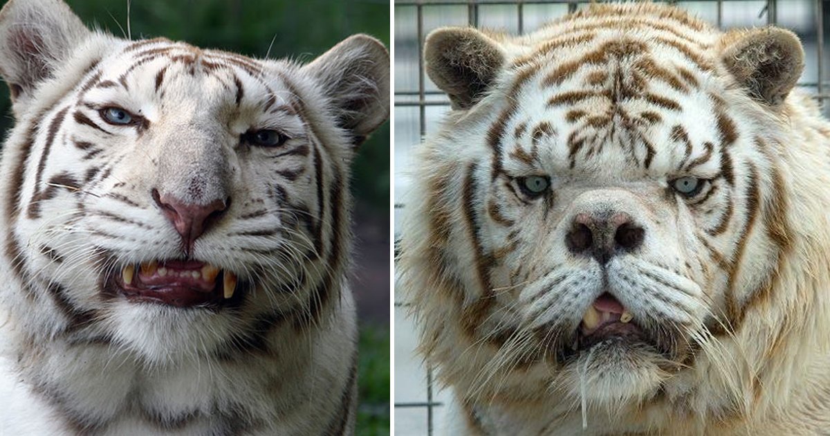 fffffsgsg.jpg?resize=1200,630 - Kenny The Tiger | A Heartbreaking Tale On Why White Tigers Shouldn't Be Bred