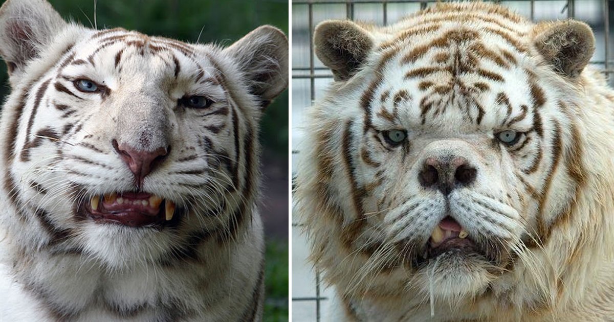 fffffsgsg.jpg?resize=412,275 - Kenny The Tiger | A Heartbreaking Tale On Why White Tigers Shouldn't Be Bred