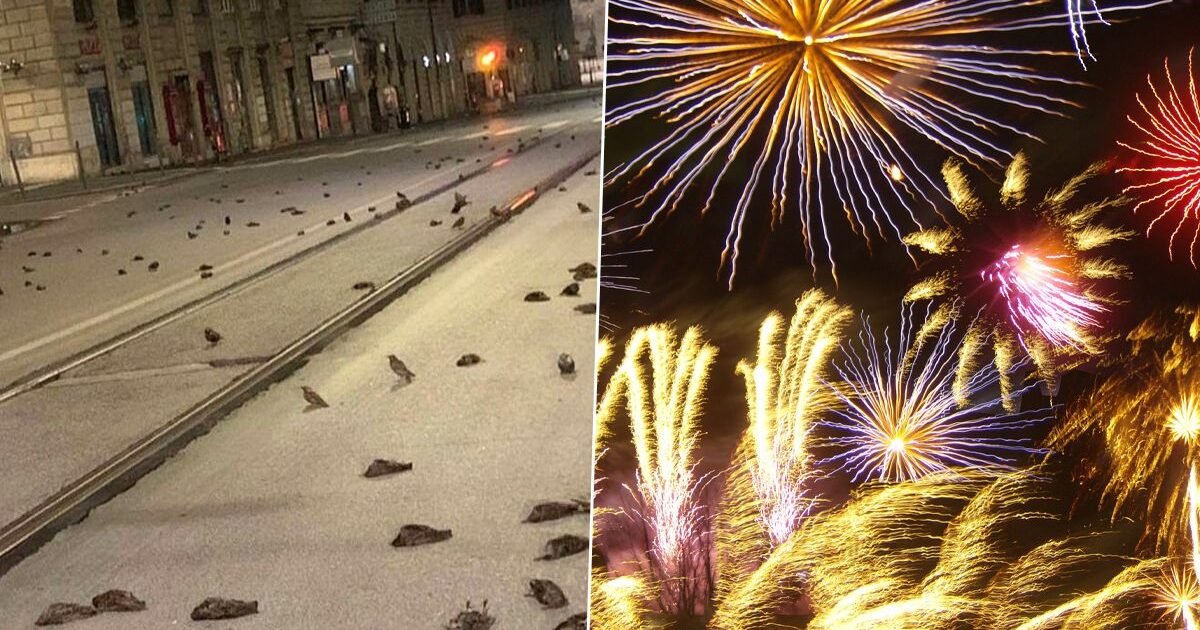 fireworks e1609649726491.jpg?resize=1200,630 - Rome : les feux d'artifice du Nouvel An tuent des centaines d'oiseaux
