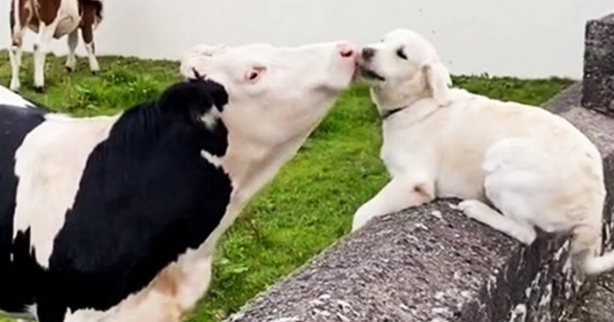 fsdfsg.jpg?resize=1200,630 - Adorable Golden Retriever Pup Reunites With Cow After Being ‘Months Apart’