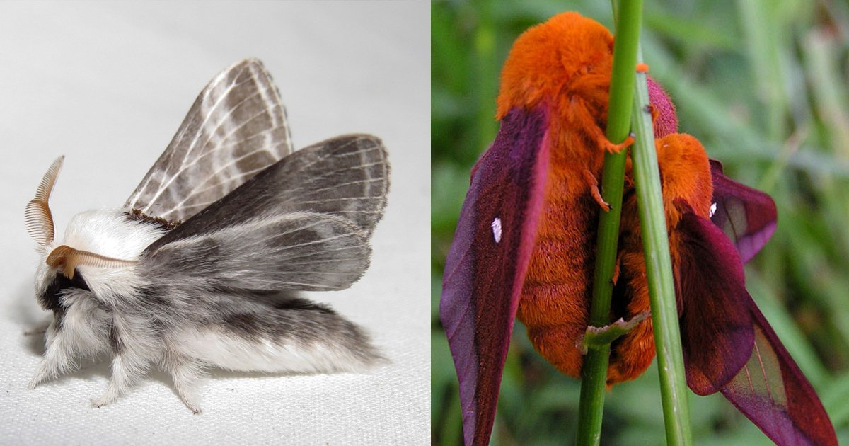 fsfsg.jpg?resize=412,275 - Furry Moths Exist And These Species Are As Cute As A Button