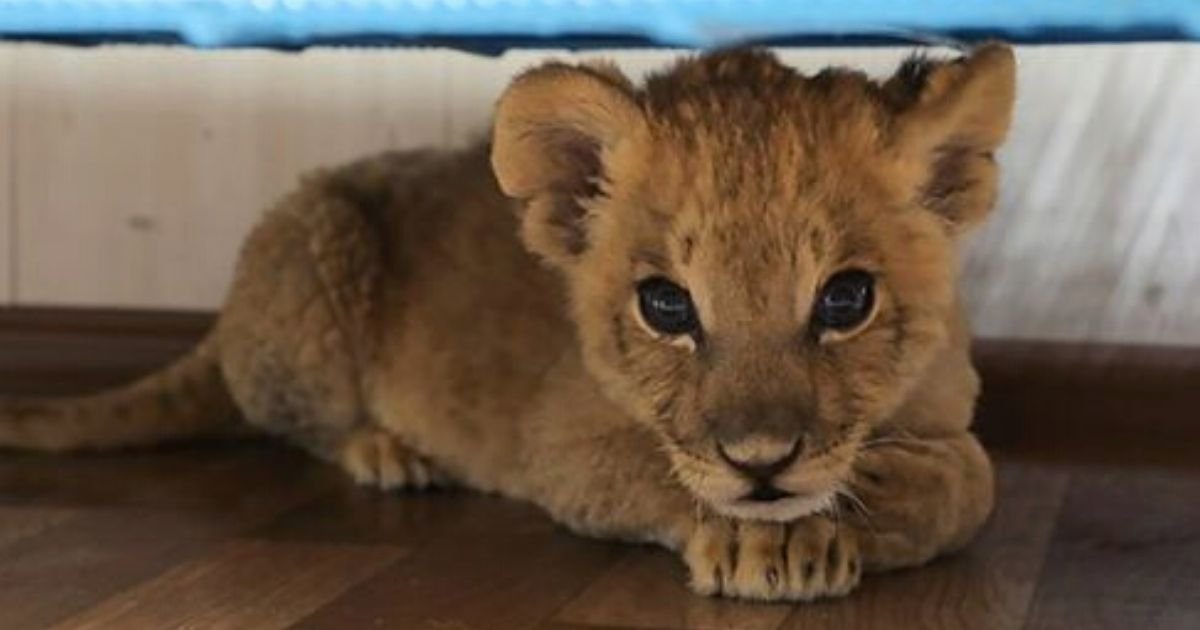 grom6.jpg?resize=412,232 - Lion Cub Has Both Of Its Eyes Removed After Being Smuggled 1,200 Miles By Bus