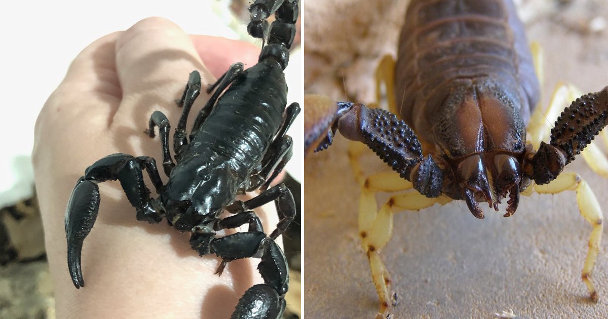 gsdgsdg.jpg?resize=412,275 - This Terrifying Clip Showcases A Scary Scorpion's Mouth Claws