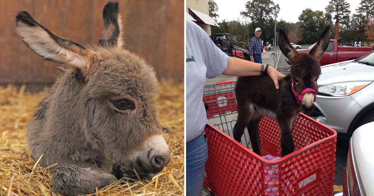 gsgsg.jpg?fit=1024%2C538&ssl=1&strip=all - These Adorable Clicks Of Baby Donkeys Have The Power To Melt All Hearts